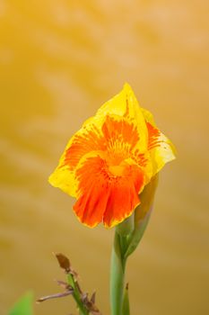 Radiant Canna Lily Blossom on a Summer Day, flower background