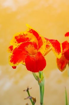 Radiant Canna Lily Blossom on a Summer Day, flower background