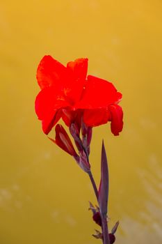 Radiant Canna Lily Blossom on a Summer Day, flower background