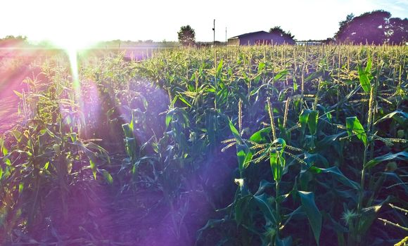 Corn farm with sun light