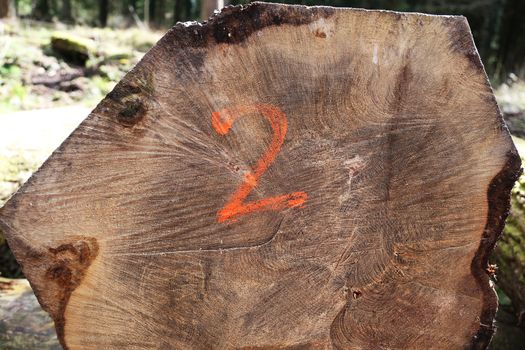 A sawn log with the number two spray painted onto it