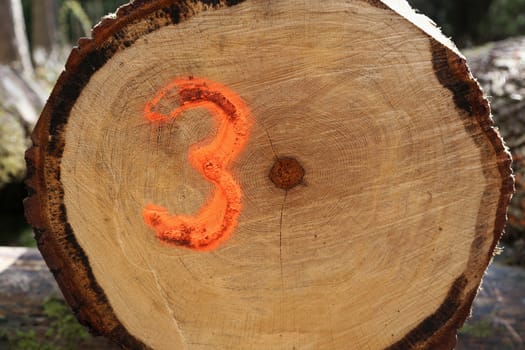 A sawn log with the number three spray painted onto it