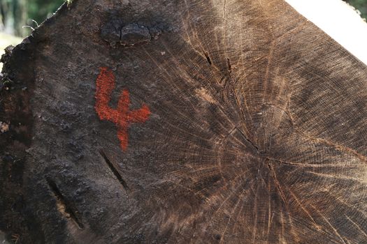 A sawn log with the number four spray painted onto it