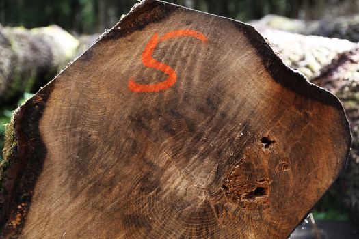 A sawn log with the number 5 sprayed onto it