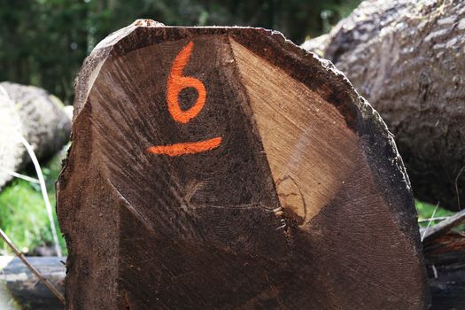 A sawn log with the number six sprayed onto the end