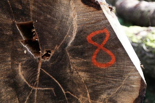 A log end with the number 8 sprayed onto it