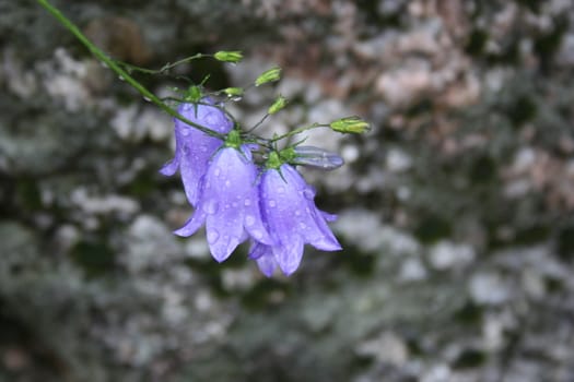 campanula rotundifolia