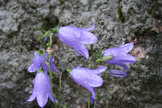 campanula rotundifolia