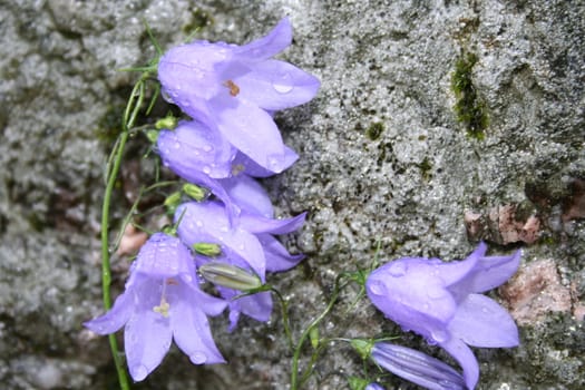 campanula rotundifolia