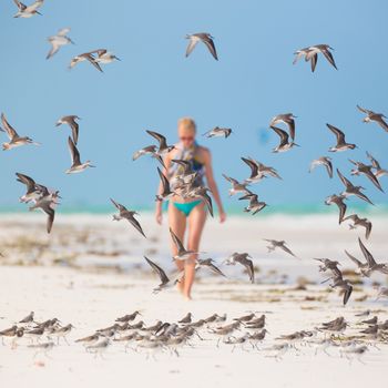 Woman walking on the beach among flock of birds. Beautiful caucasian model  wearing colorful scarf and turquoise bikini on vacations on Paje beach, Zanzibar, Tanzania