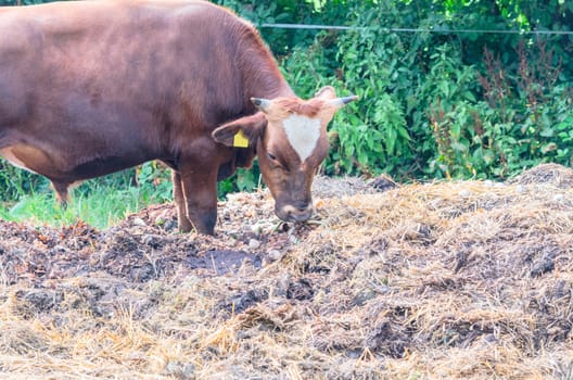 Breeding bull with horns and ear tag on a dunghill.