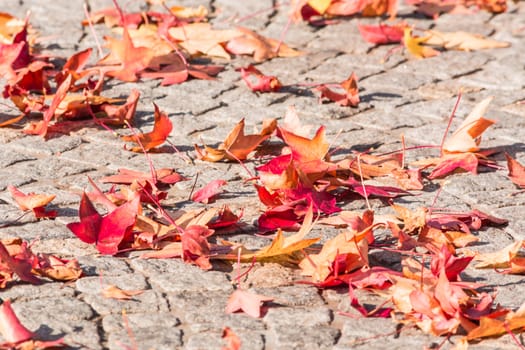 Various autumn leaves lying on a pavement stone .