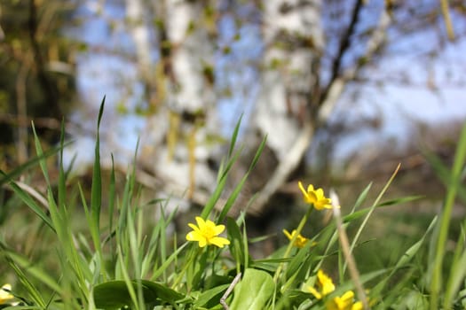 The first spring flower in a grass against a birch