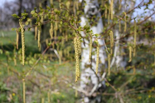 Birch kidneys on a branch of a national Russian tree - a birch