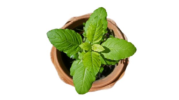 Holy basil plant on white background