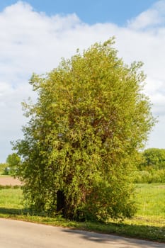 single tree on the side of the road in the summer