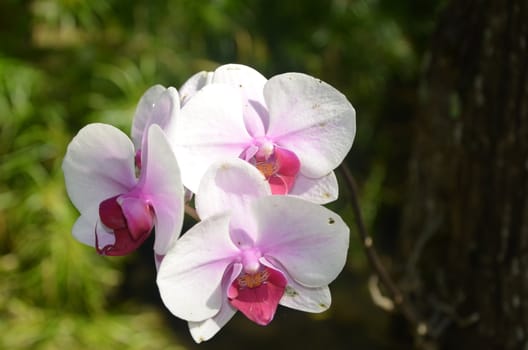 White orchid in the wild tropical regions of Jamica