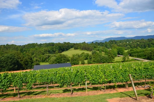 A large vineyard in the spring of the year. This one is in North Carolina.
