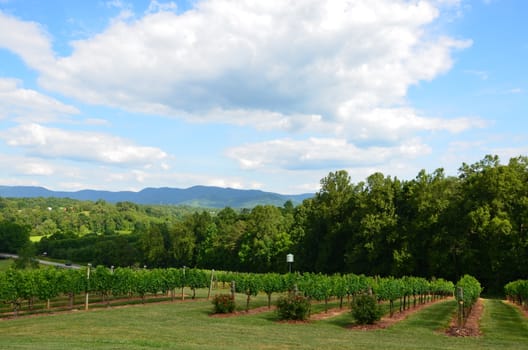 A large vineyard in the spring of the year. This one is in North Carolina.