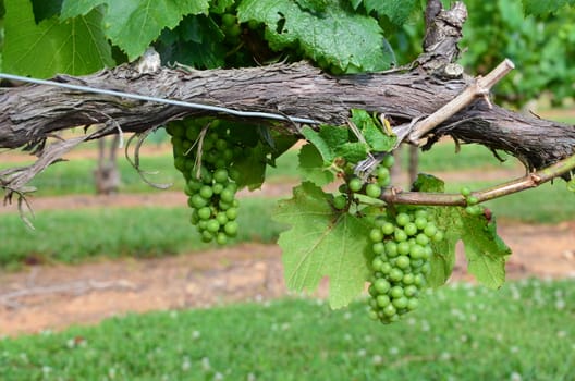 Green grapes on the vine early in the summer.