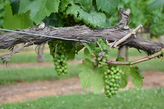 Green grapes on the vine early in the summer.