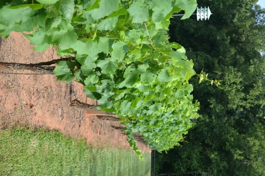 A large vineyard in the spring of the year. This one is in North Carolina.