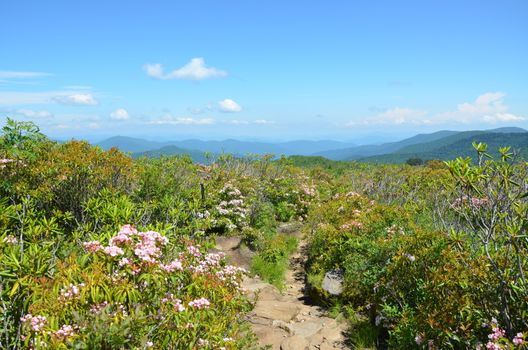 View along the Art Loeb trail in North Carolina. This is near Black Balsam knob with mountain laurel in full boolm.