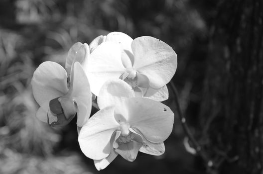 Wild orchid shown in black and white view