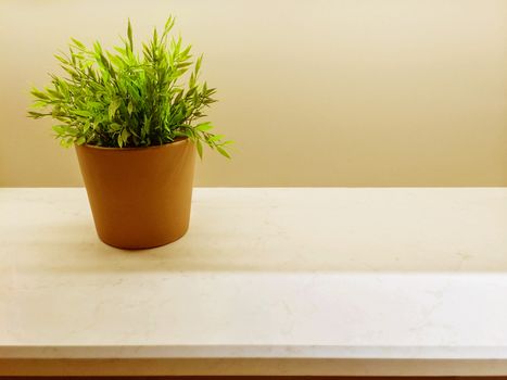 Green plant on the kitchen countertop. Simple home decor.