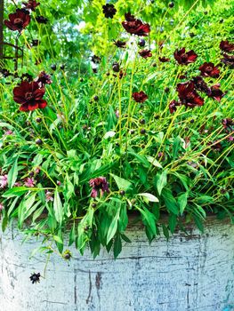 Chocolate Cosmos flowers in sunlight. These flowers have a distinctive fragrance of dark chocolate.