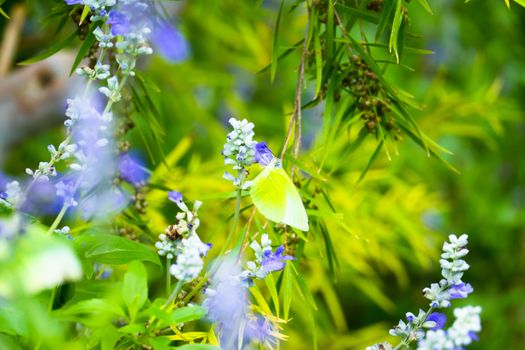 Beautiful Butterfly on Colorful Flower, nature background