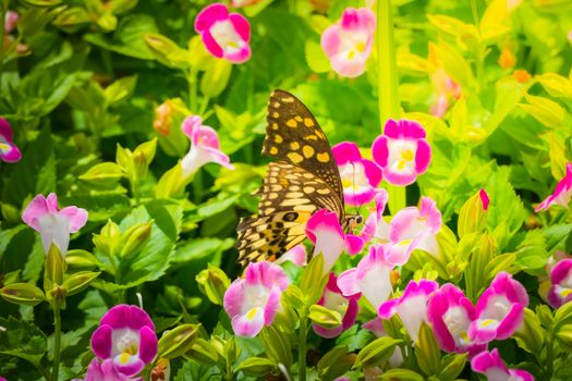 Beautiful Butterfly on Colorful Flower, nature background