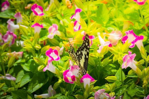 Beautiful Butterfly on Colorful Flower, nature background