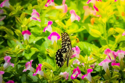 Beautiful Butterfly on Colorful Flower, nature background