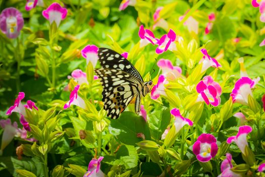 Beautiful Butterfly on Colorful Flower, nature background