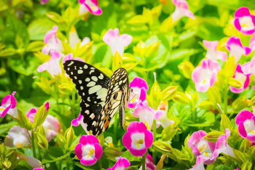 Beautiful Butterfly on Colorful Flower, nature background