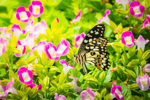 Beautiful Butterfly on Colorful Flower, nature background