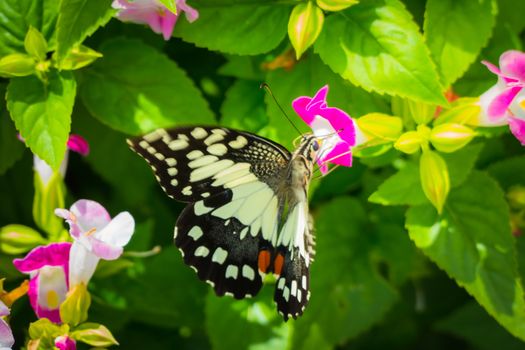 Beautiful Butterfly on Colorful Flower, nature background