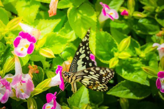 Beautiful Butterfly on Colorful Flower, nature background