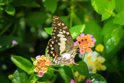 Beautiful Butterfly on Colorful Flower, nature background