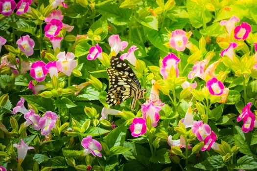 Beautiful Butterfly on Colorful Flower, nature background