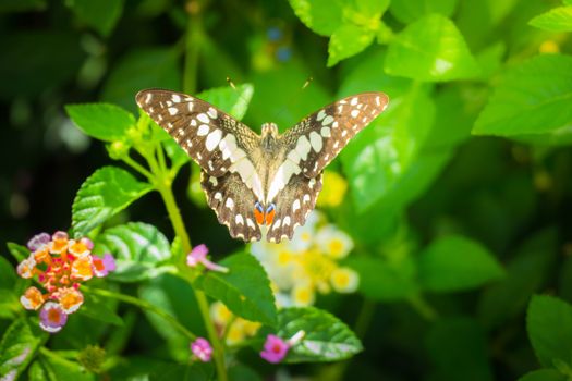 Beautiful Butterfly on Colorful Flower, nature background