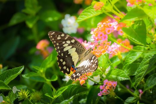 Beautiful Butterfly on Colorful Flower, nature background