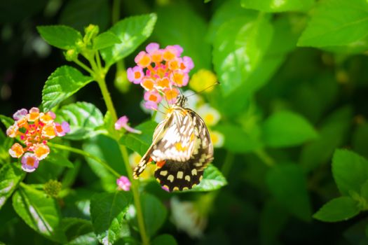 Beautiful Butterfly on Colorful Flower, nature background