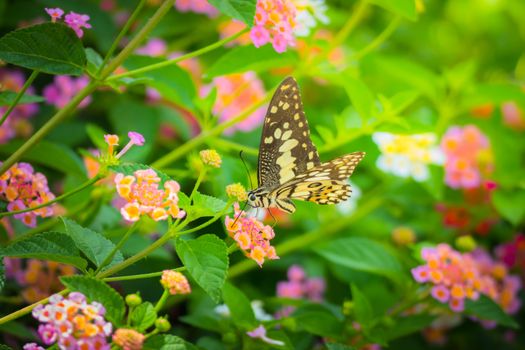 Beautiful Butterfly on Colorful Flower, nature background