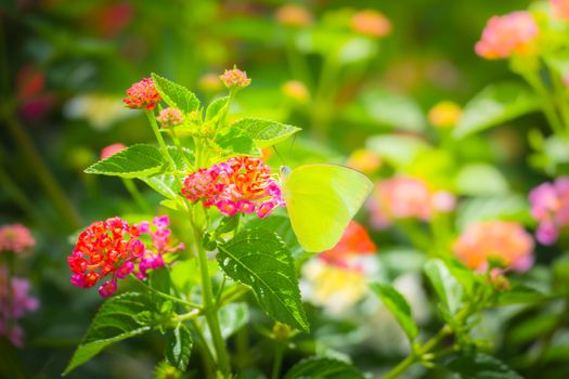 Beautiful Butterfly on Colorful Flower, nature background