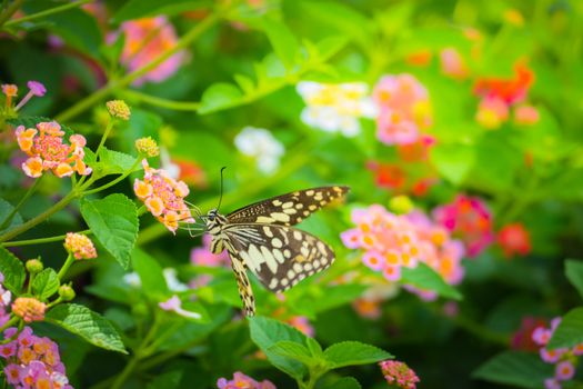 Beautiful Butterfly on Colorful Flower, nature background