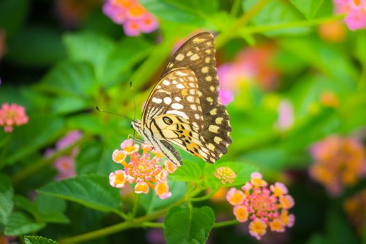 Beautiful Butterfly on Colorful Flower, nature background