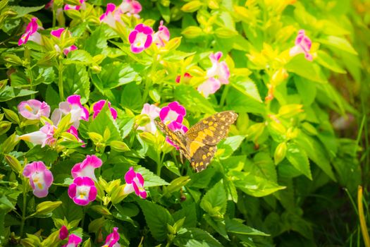 Beautiful Butterfly on Colorful Flower, nature background