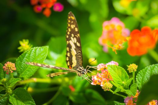 Beautiful Butterfly on Colorful Flower, nature background